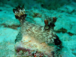 Giant nudibranch - impressive! by Julie Rieu 